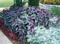 Strobilanthes dyerianus